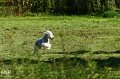 2010-10-03 Coursing-Training GE (22)